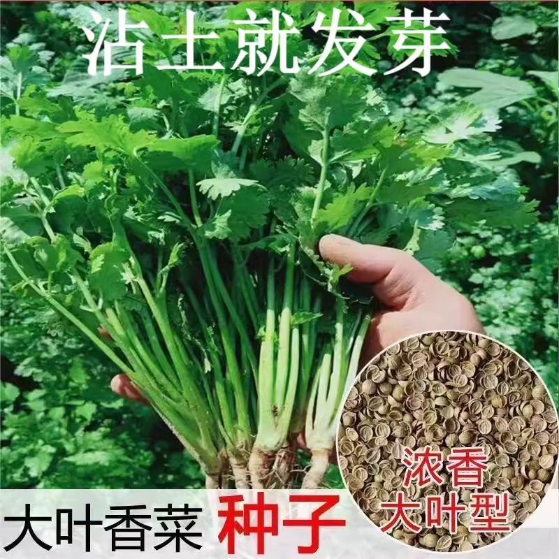 大叶香菜种子菜种子四季可播阳台种植蔬菜香菜籽种秋冬季蔬菜种子