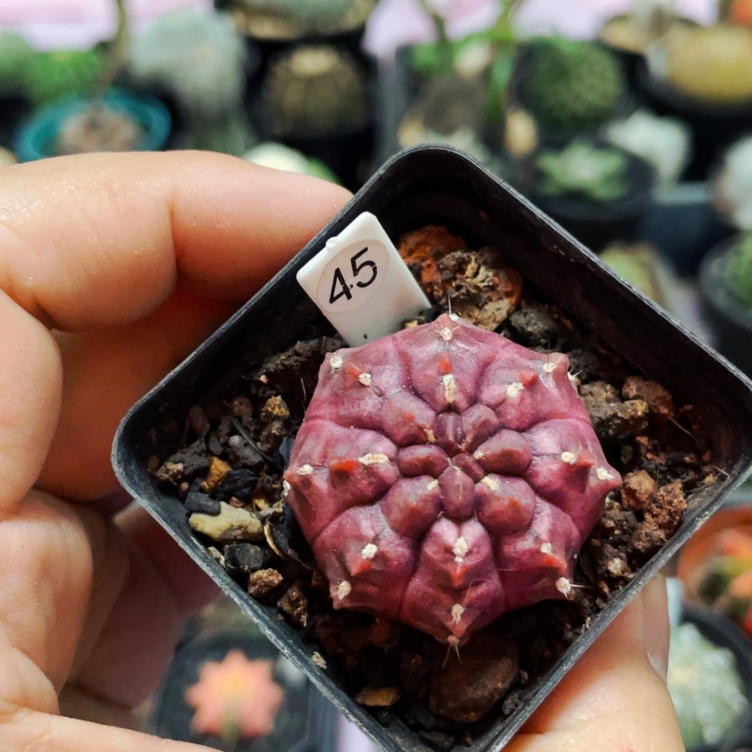 仙人球裸根25包邮自根梦想