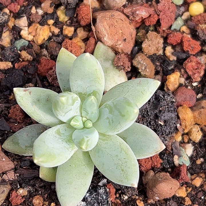 阿帝斯托美人一物一拍