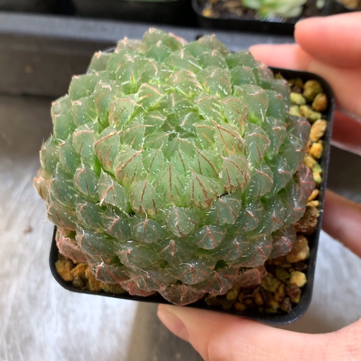 大翠云玉露锦一物一拍