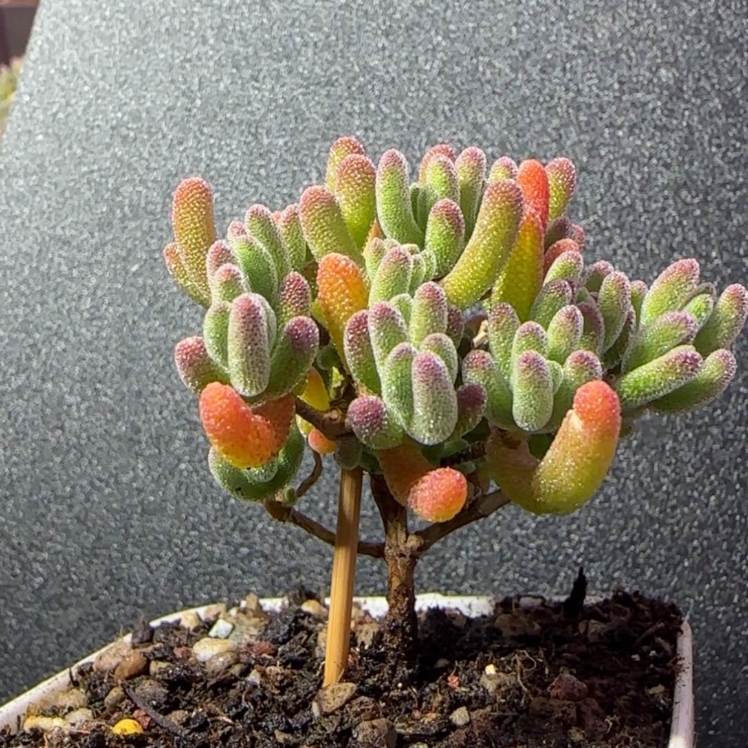 dy0897荔枝橙色个体直杆三岔