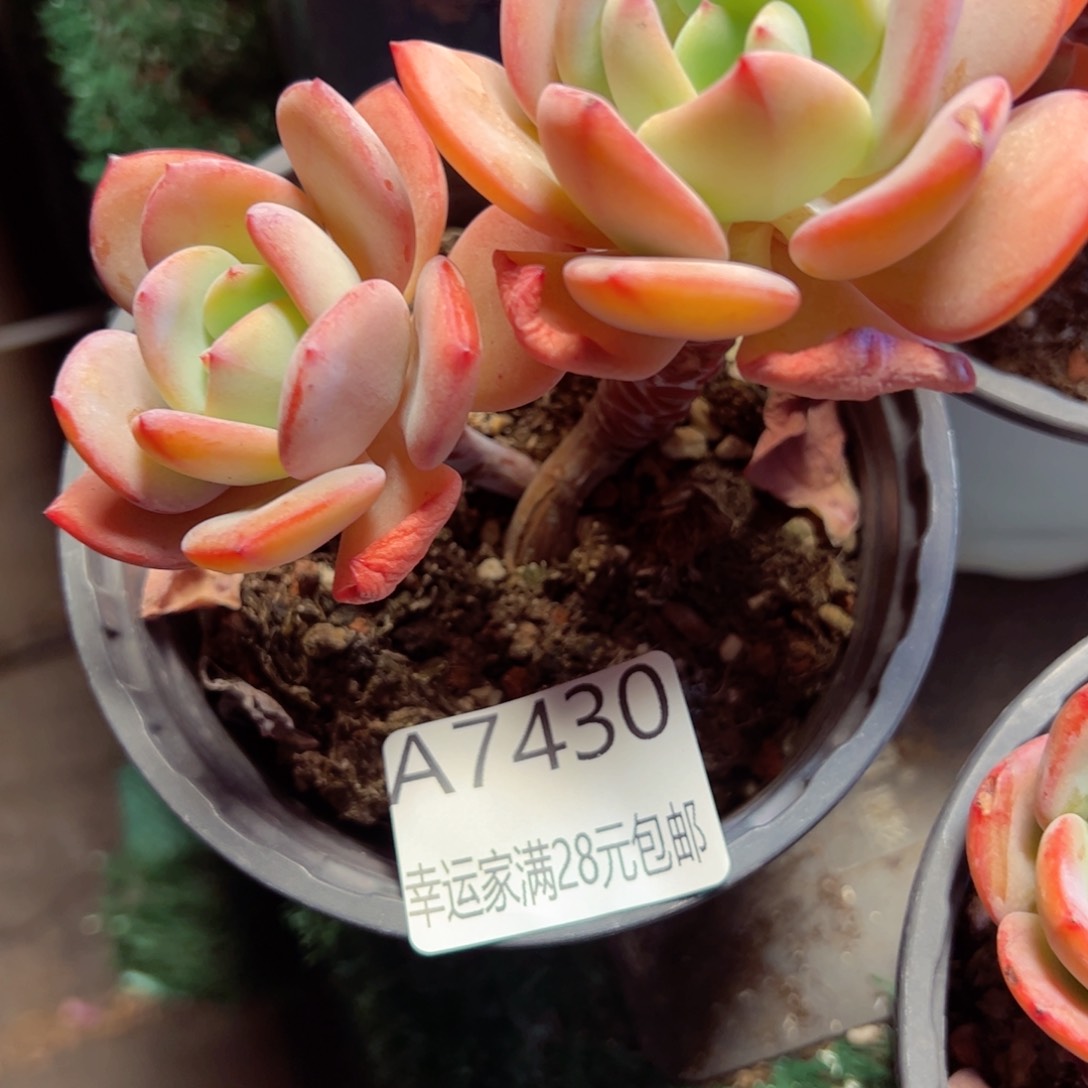 幸运的是我的朋友们
