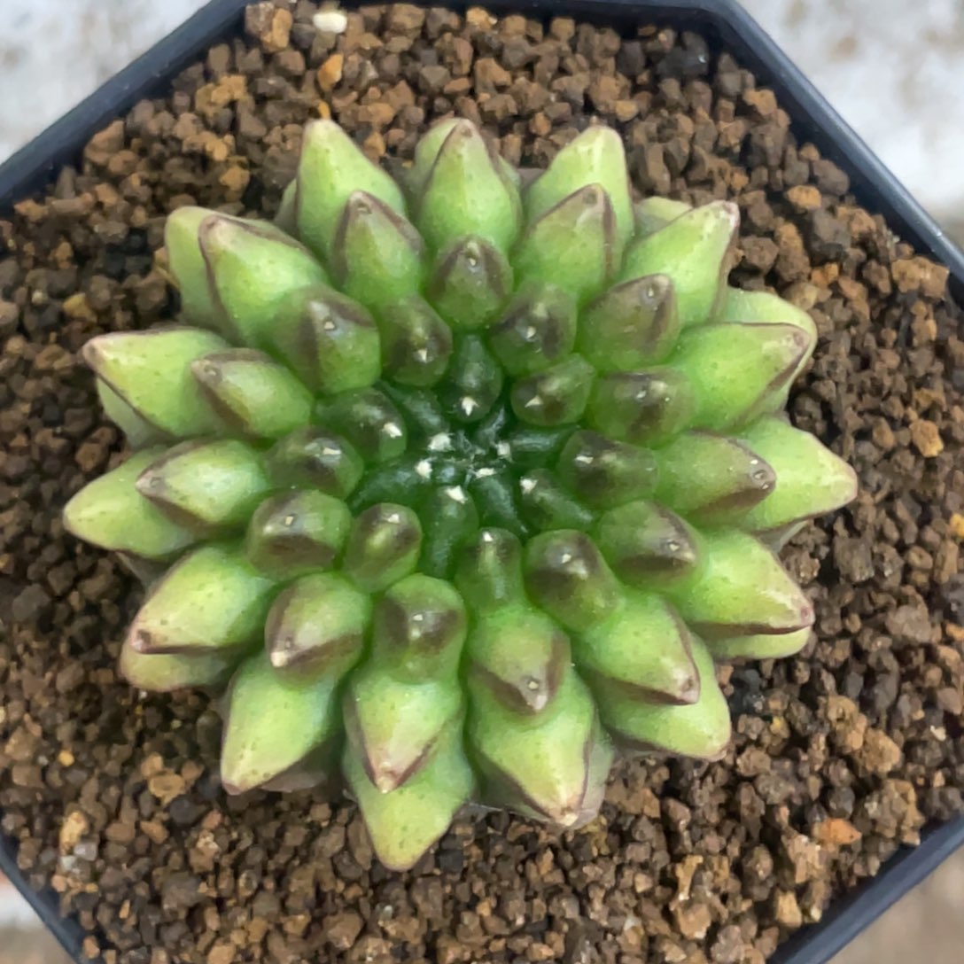 当前无花朵，栽培后可花朵貘