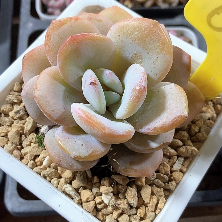多肉植物奶茶61119