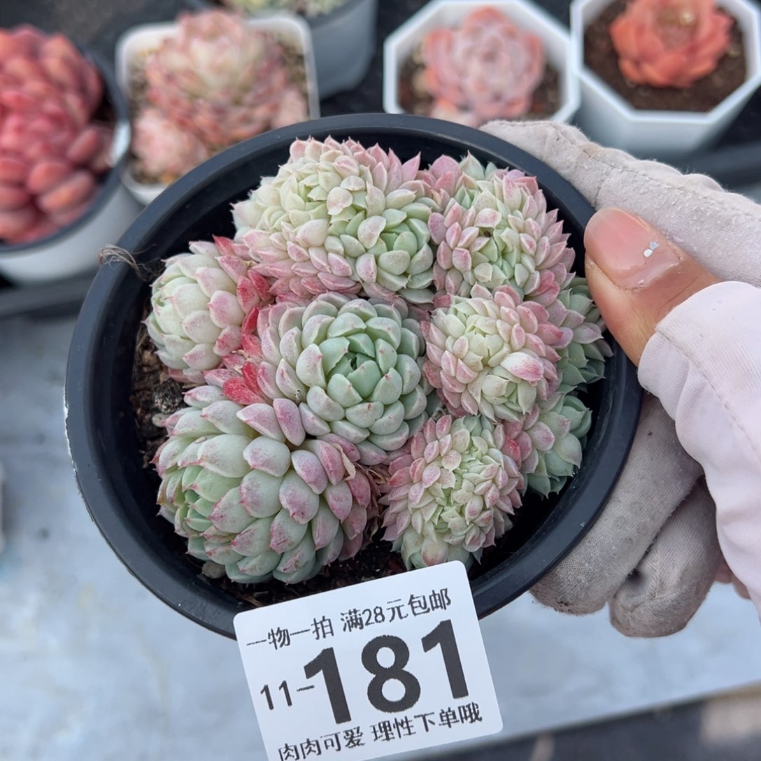 羊脂球缀化多肉单头多肉