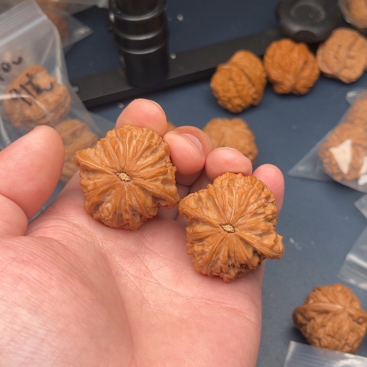 稀***。文玩核桃把件40磨盘邮费顺丰到付打底盘玩不退