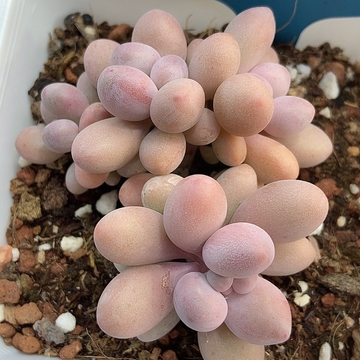 多肉植物粉色恋人a024