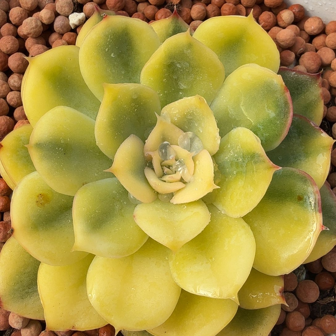 武仙座锦，多肉植物