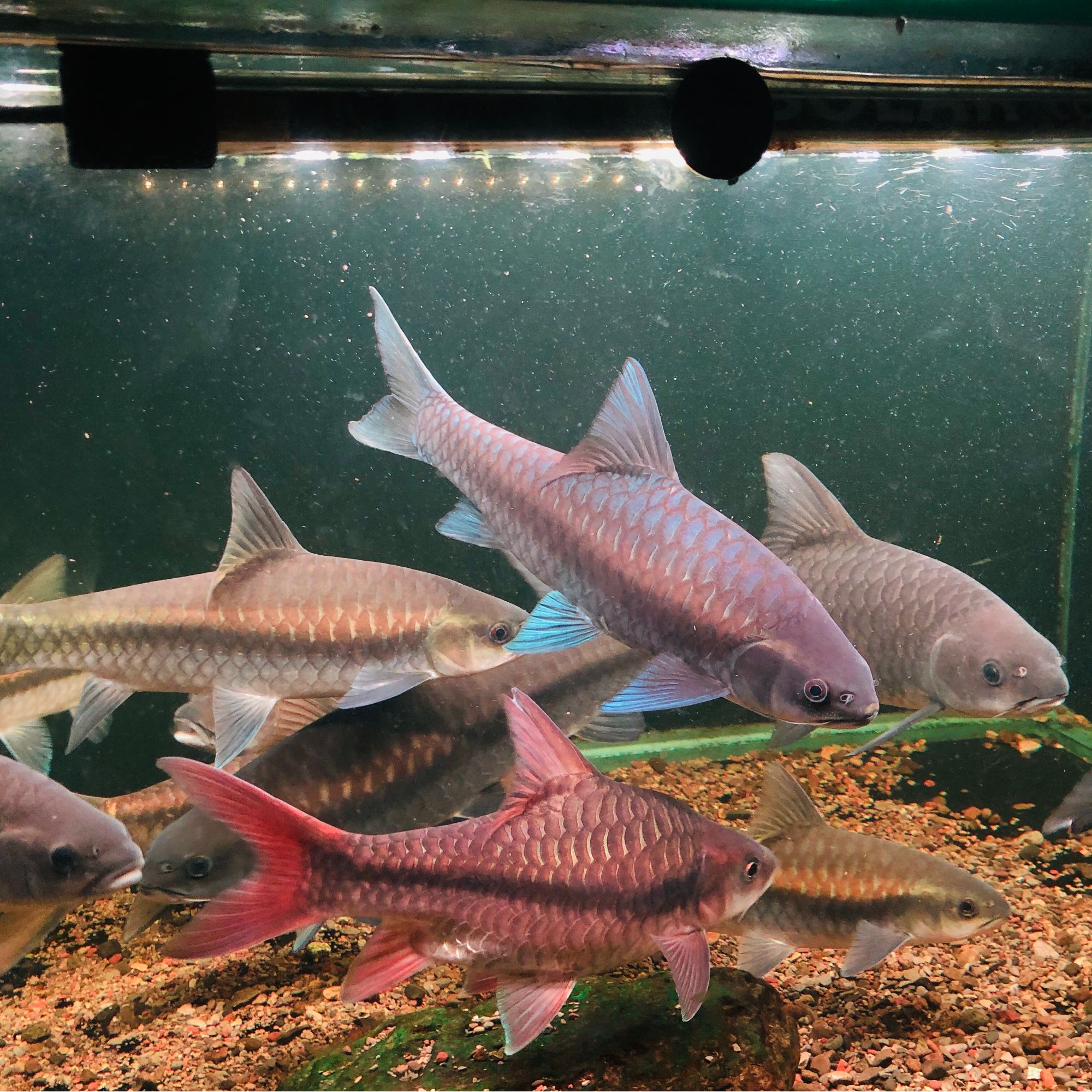 【小专属】纯野中国结鱼清水河保山蓝吉罗包邮包活（开箱视频包售后）