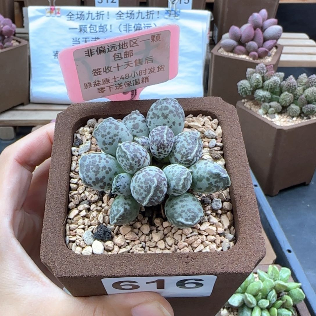 616达摩海报多肉