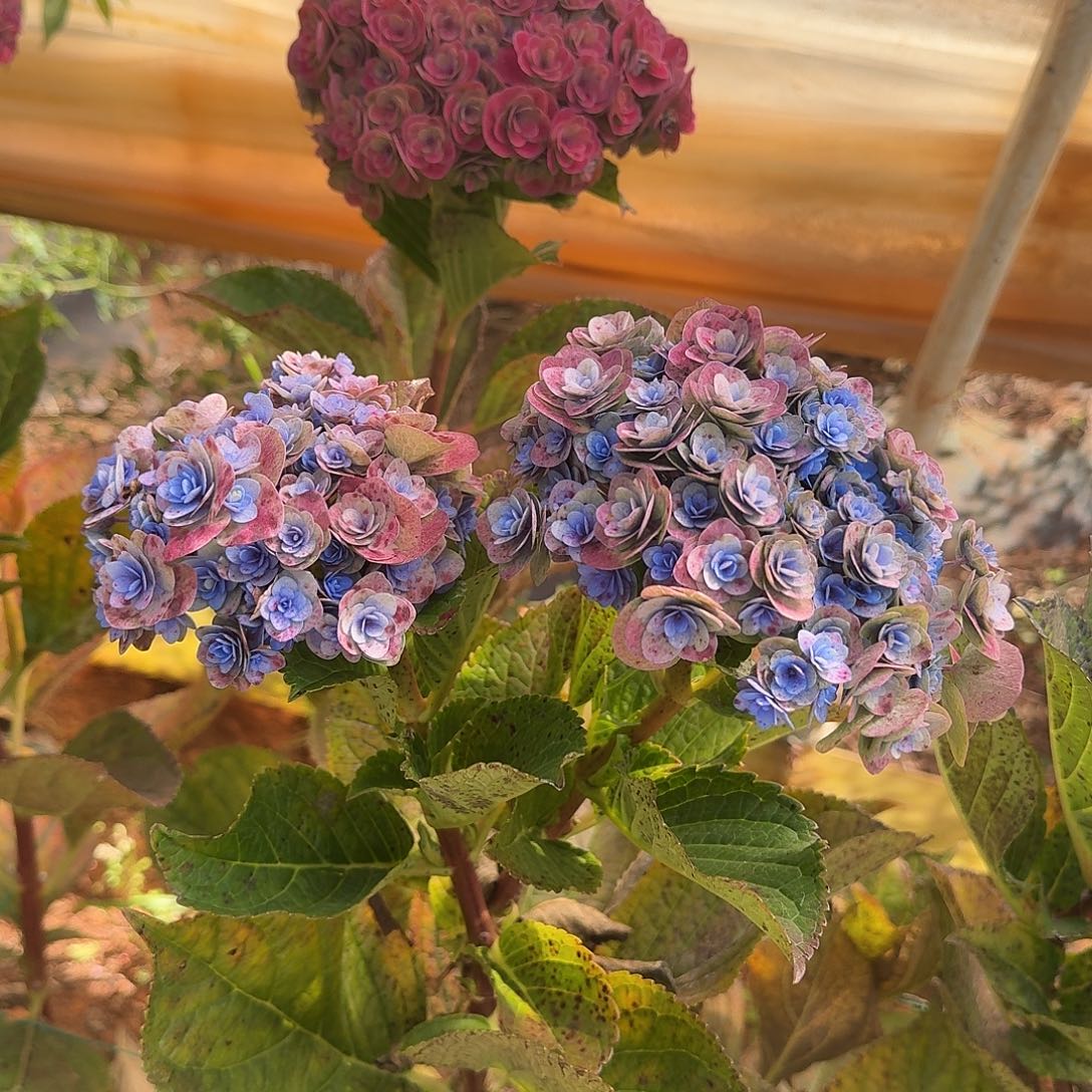 大部分花苞少量开放15