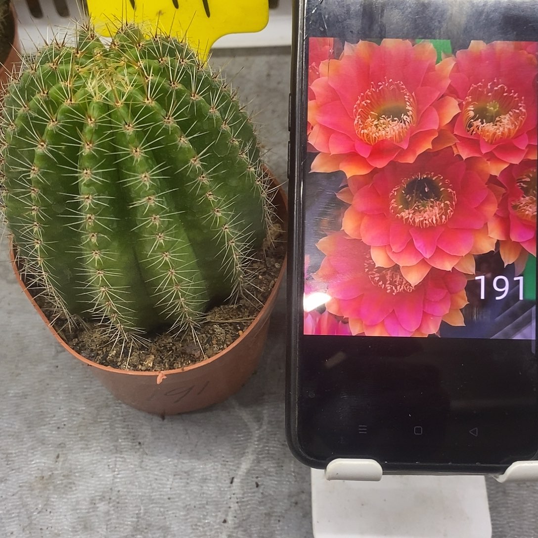 当前无花朵，栽培后可花朵自根彩草191（8公分）