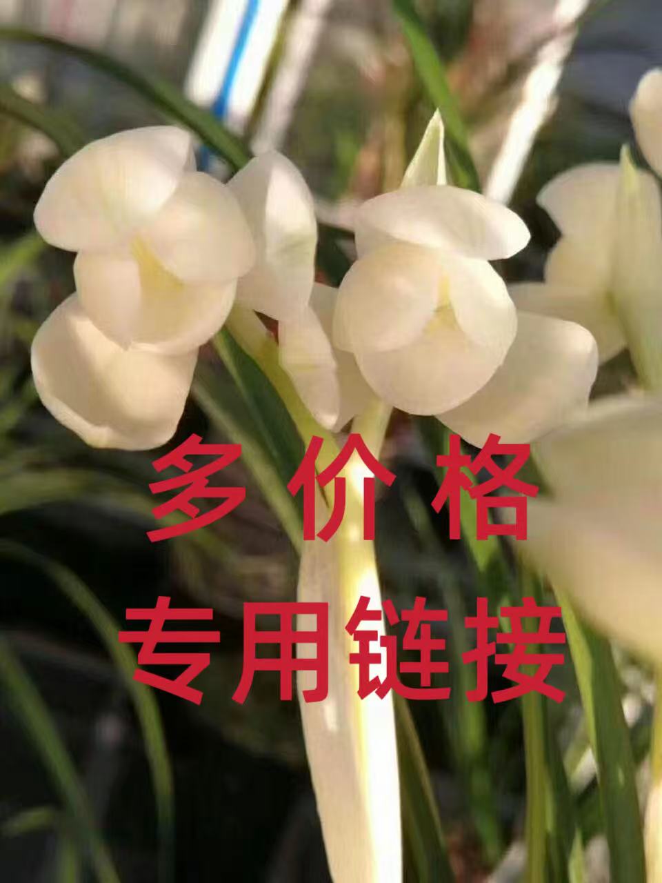 莲瓣兰多品种专拍