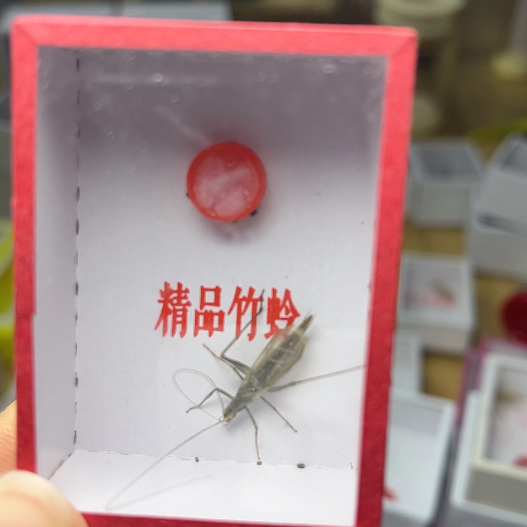 蚂蚁工坊天水。         竹