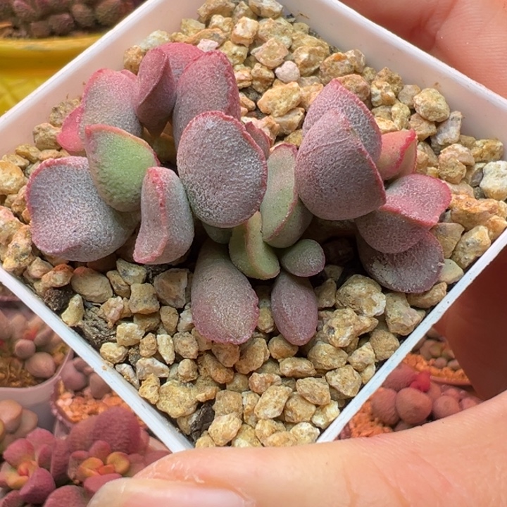 。***z吉祥如意等名家名作的收藏