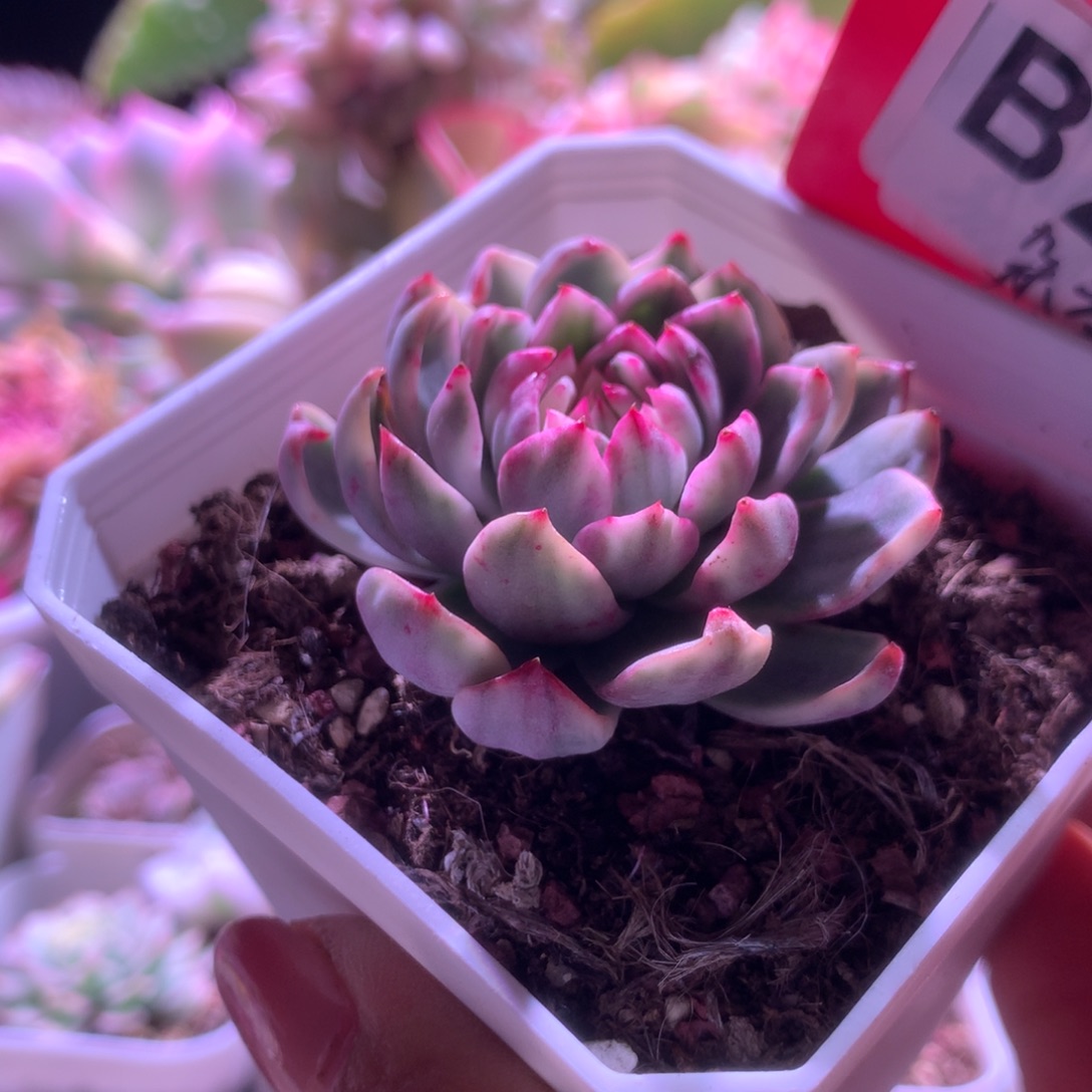 杂交覆轮锦有根有