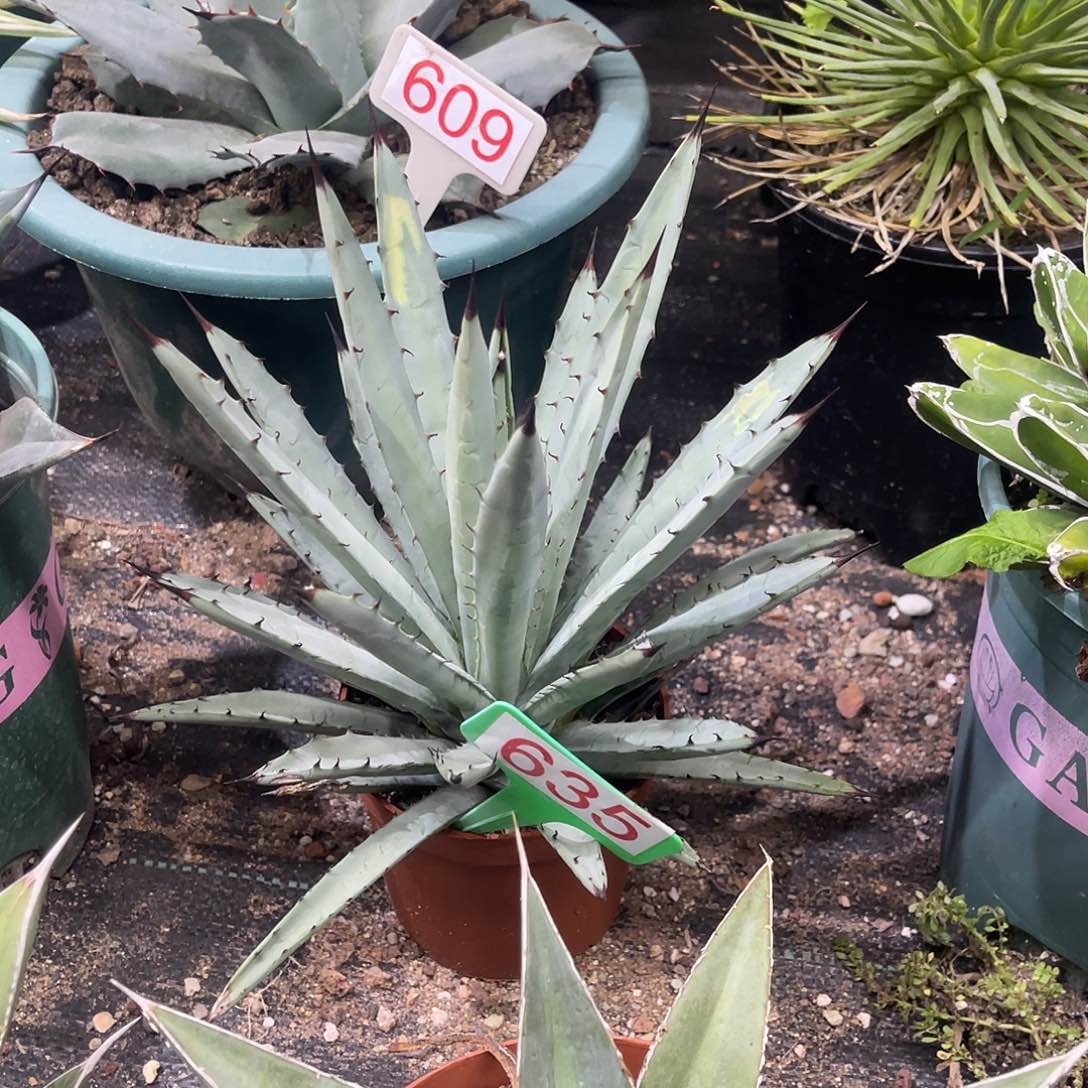 蓝肌八荒殿龙舌兰