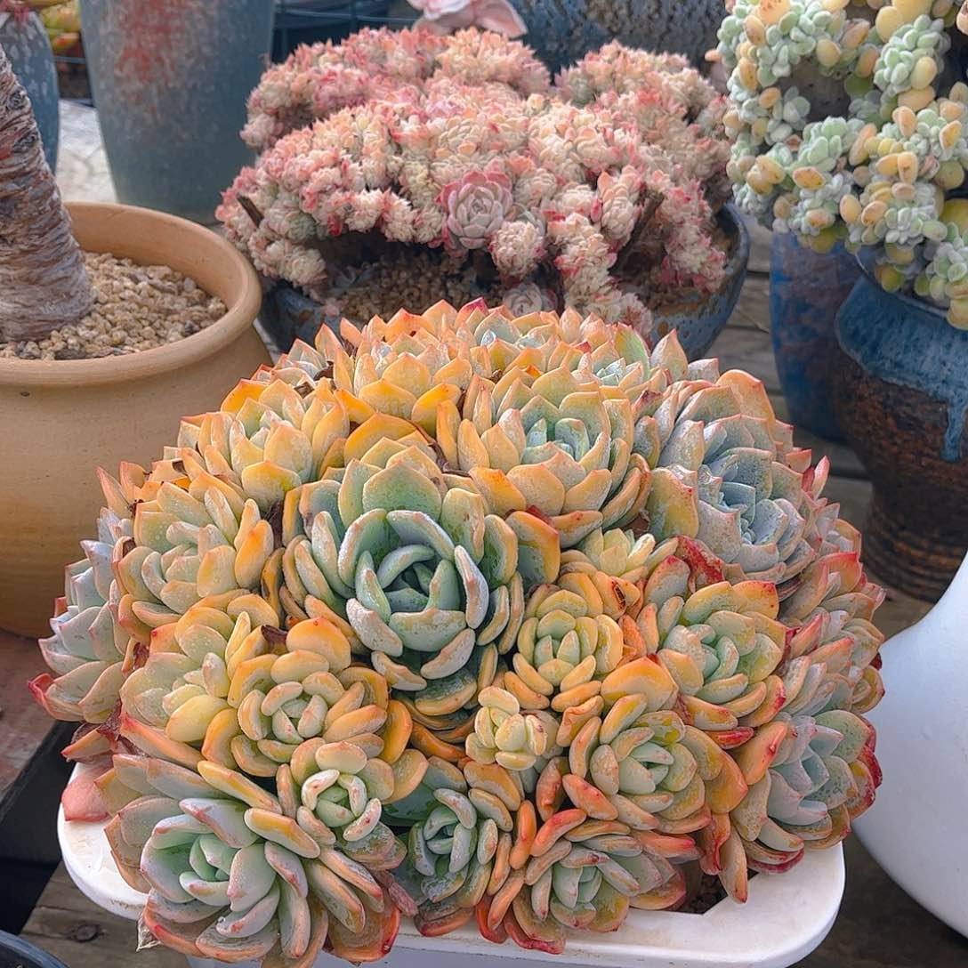无*多肉植物组合