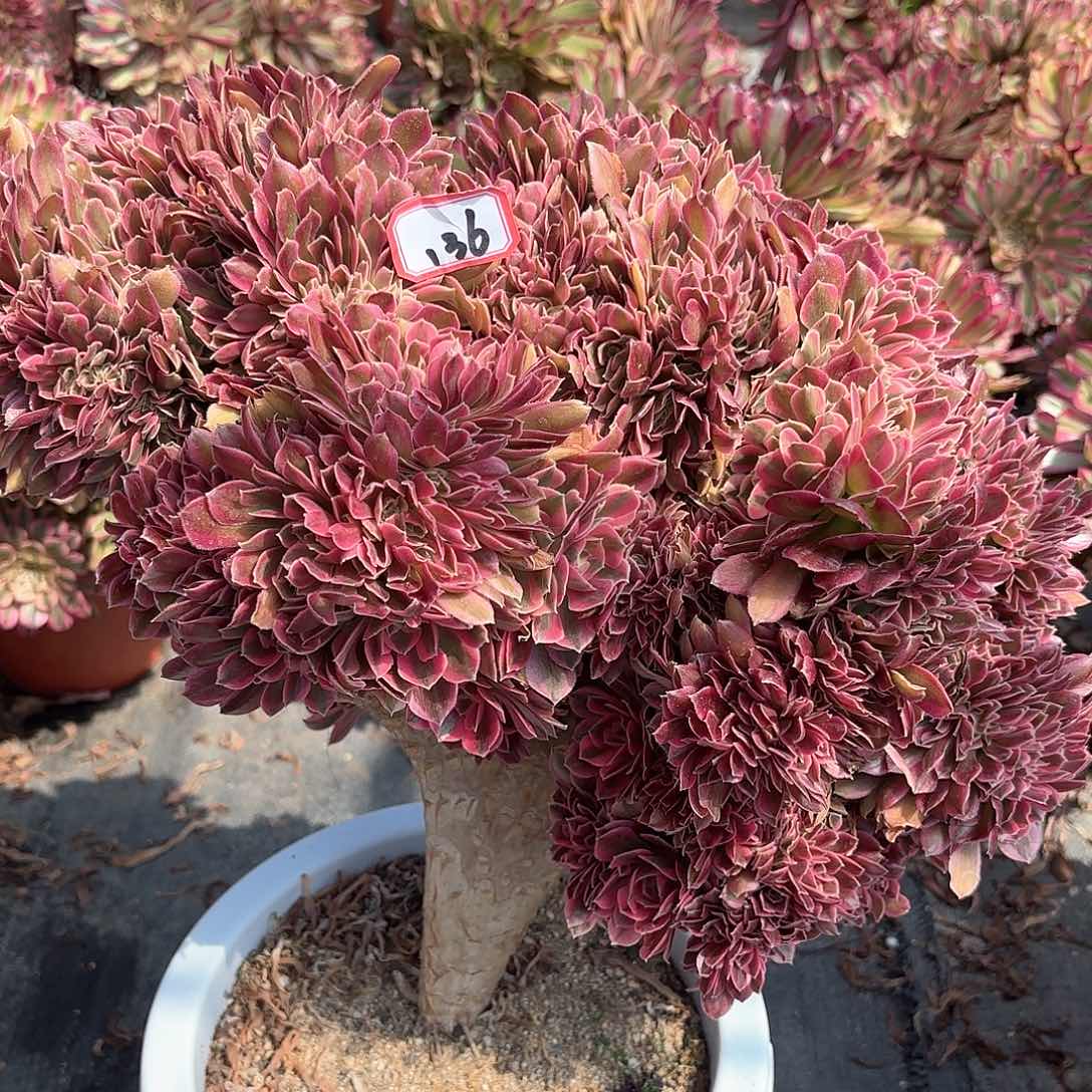 136女巫缀多肉植物绿植