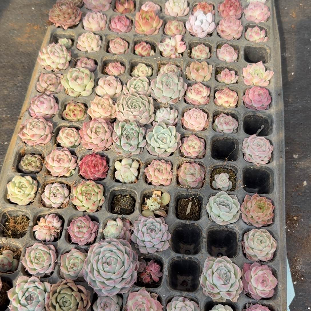 女王糖心混一盘24-164