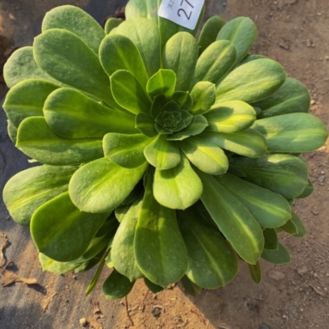 夜光杯多肉植物2775