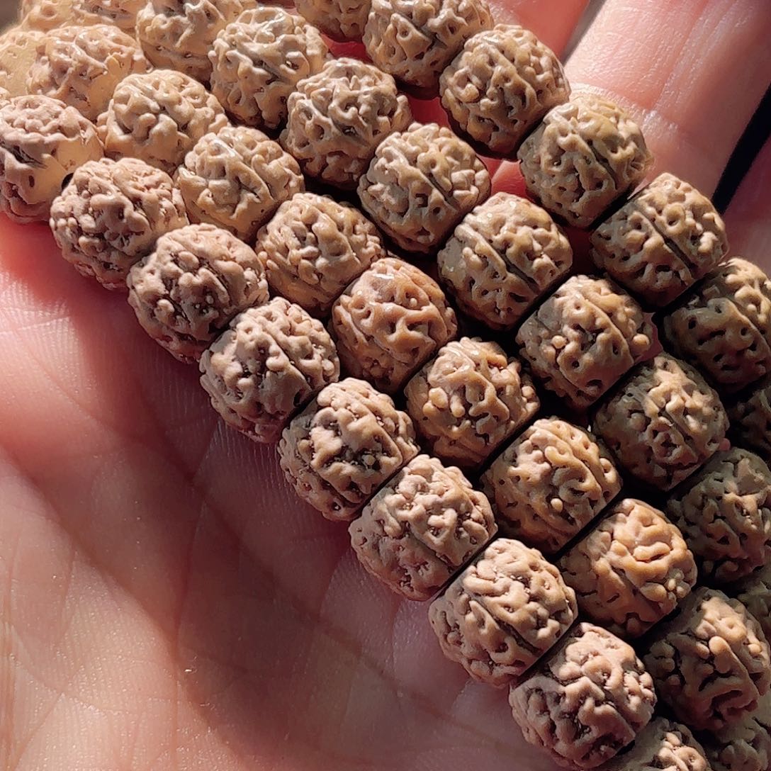 卓***邪印度尼西亚小金刚葛地利纯血一代龙长串