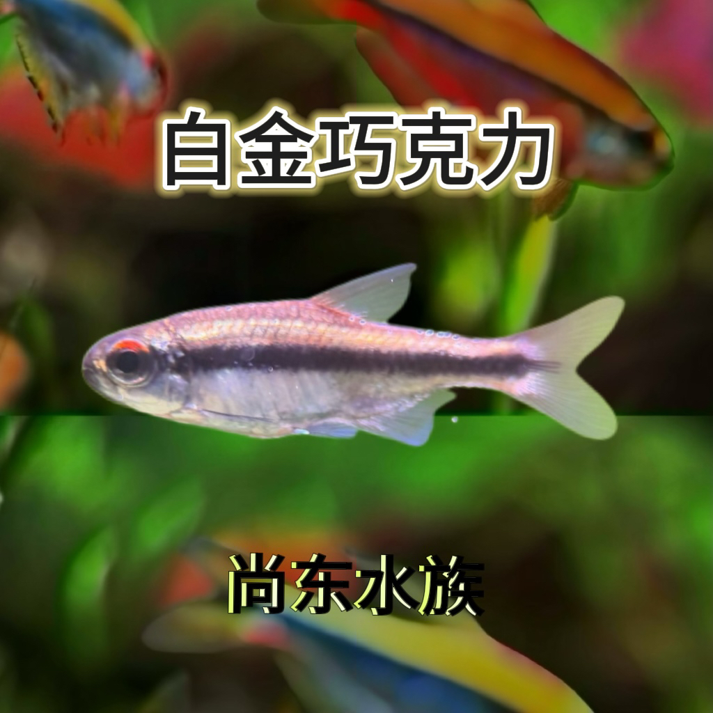 【尚东水族】白金巧克力