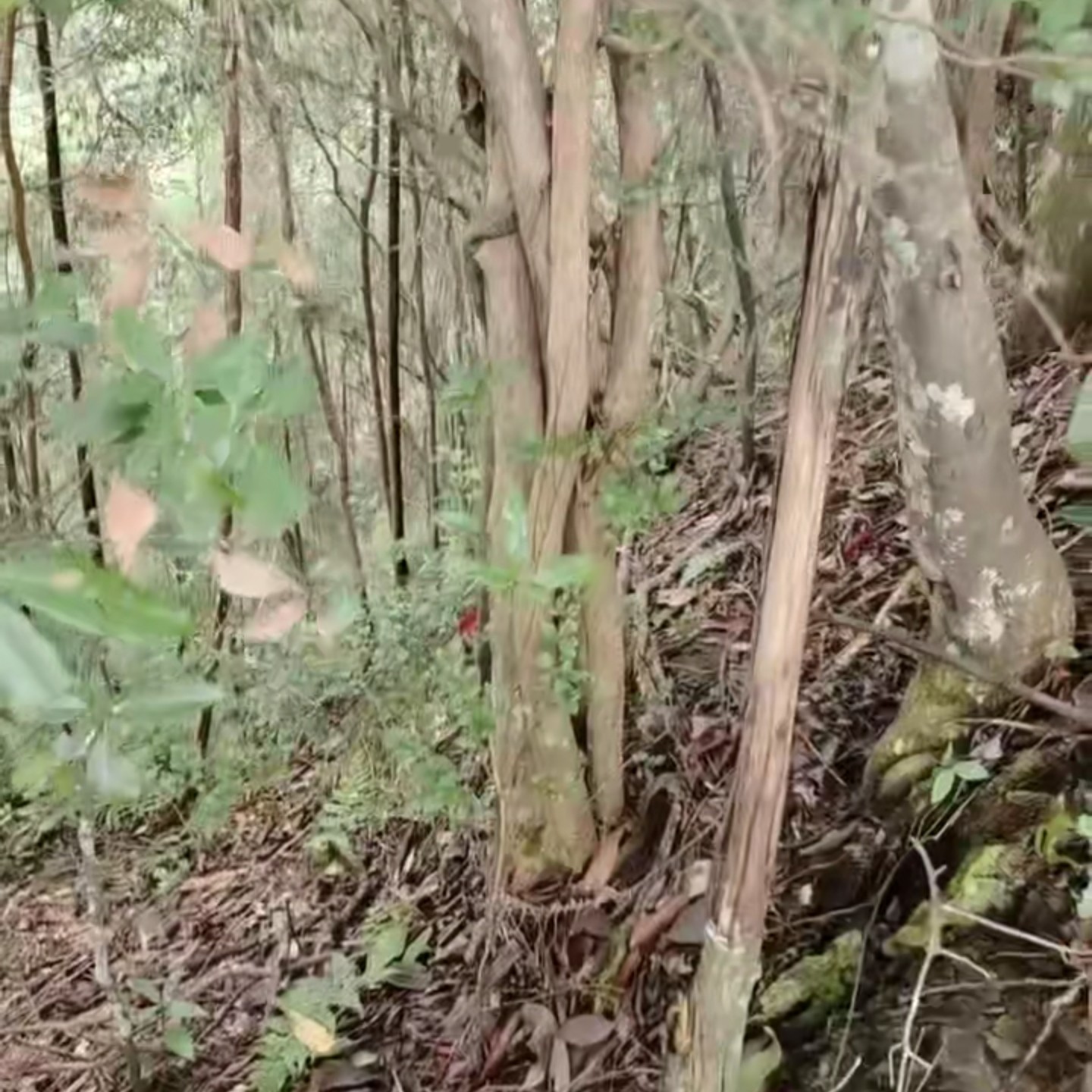 鞭杆武术棍牛筋木珍珠纹武术用品