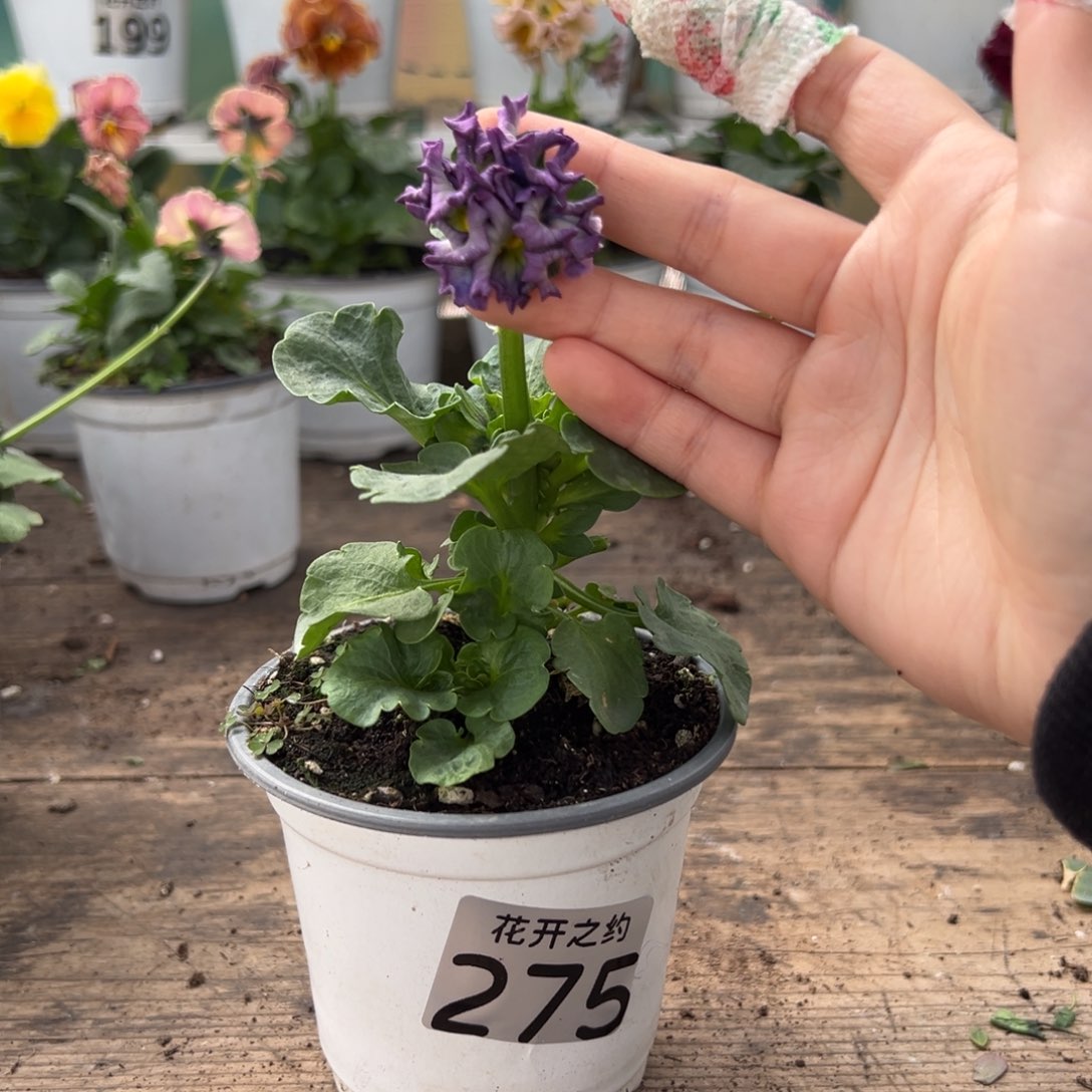 【闪购商品】完全开放275号