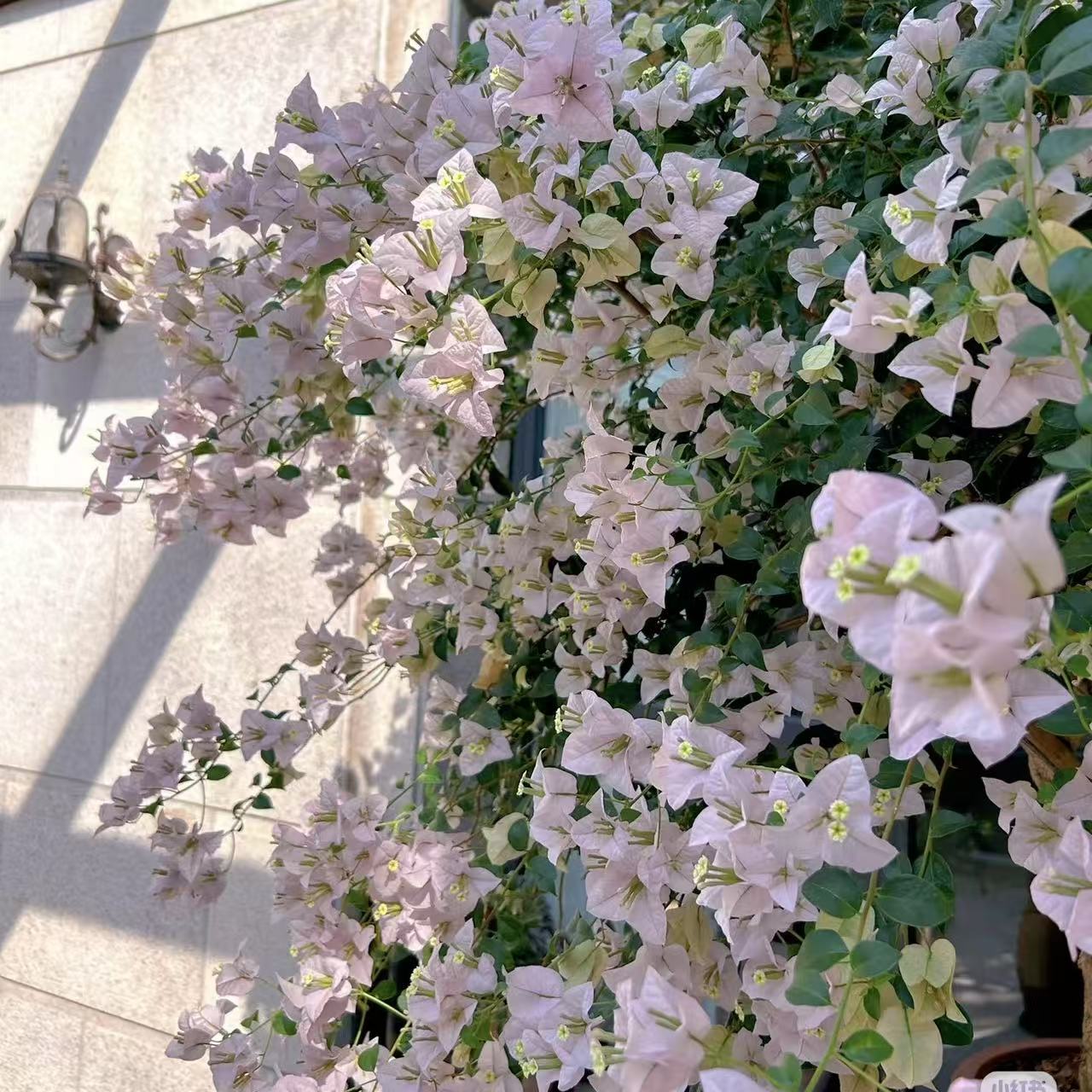 苹果花 四季开花好养活室内阳台庭院爬藤盆栽