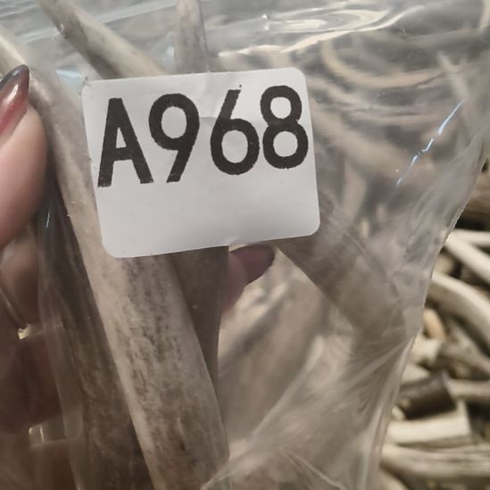 世***有鹿角鹿角鹿角鹿角鹿角鹿角鹿