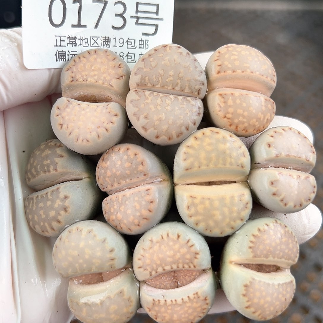 0173四年大饼干10颗2-2.5cm