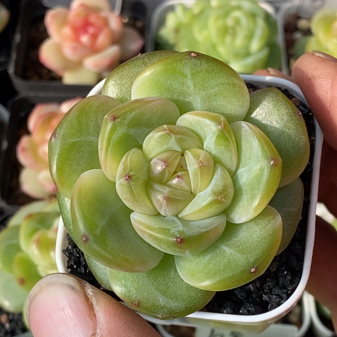 天官赐福百无禁忌