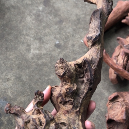 其他黄花梨/降香黄檀