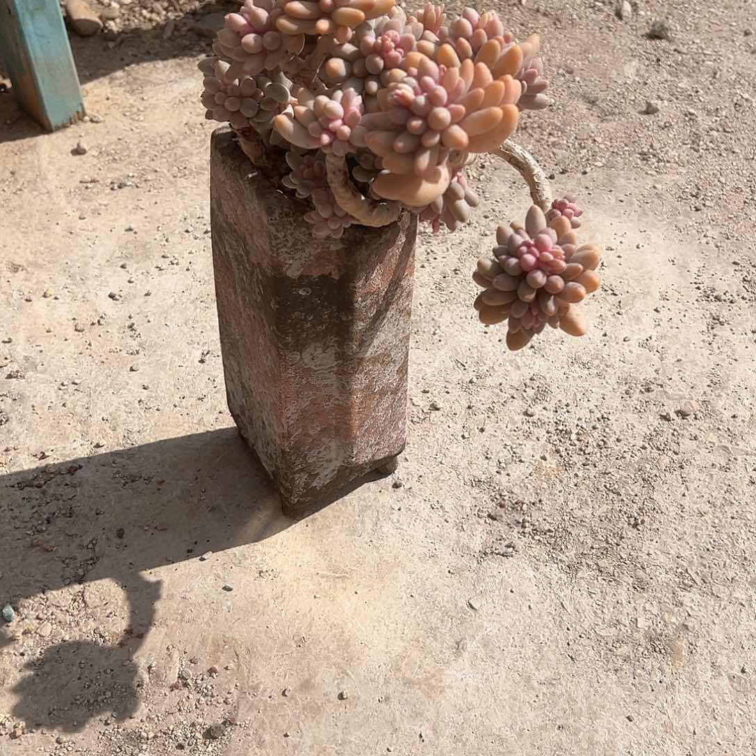 西*婴儿手指多肉植物带盆