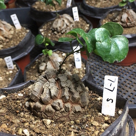 闪7.-7南非龟甲龙