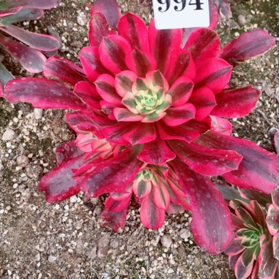 多肉植物美度纱994