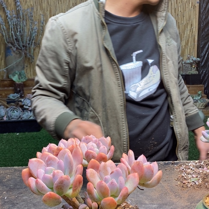 枫***叶169号灰灰姑娘多肉植物