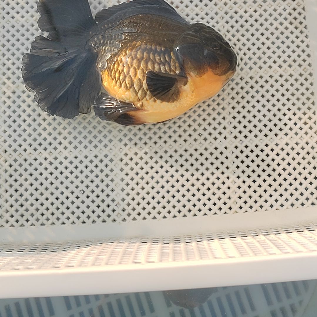 金鱼精选千褶泰狮