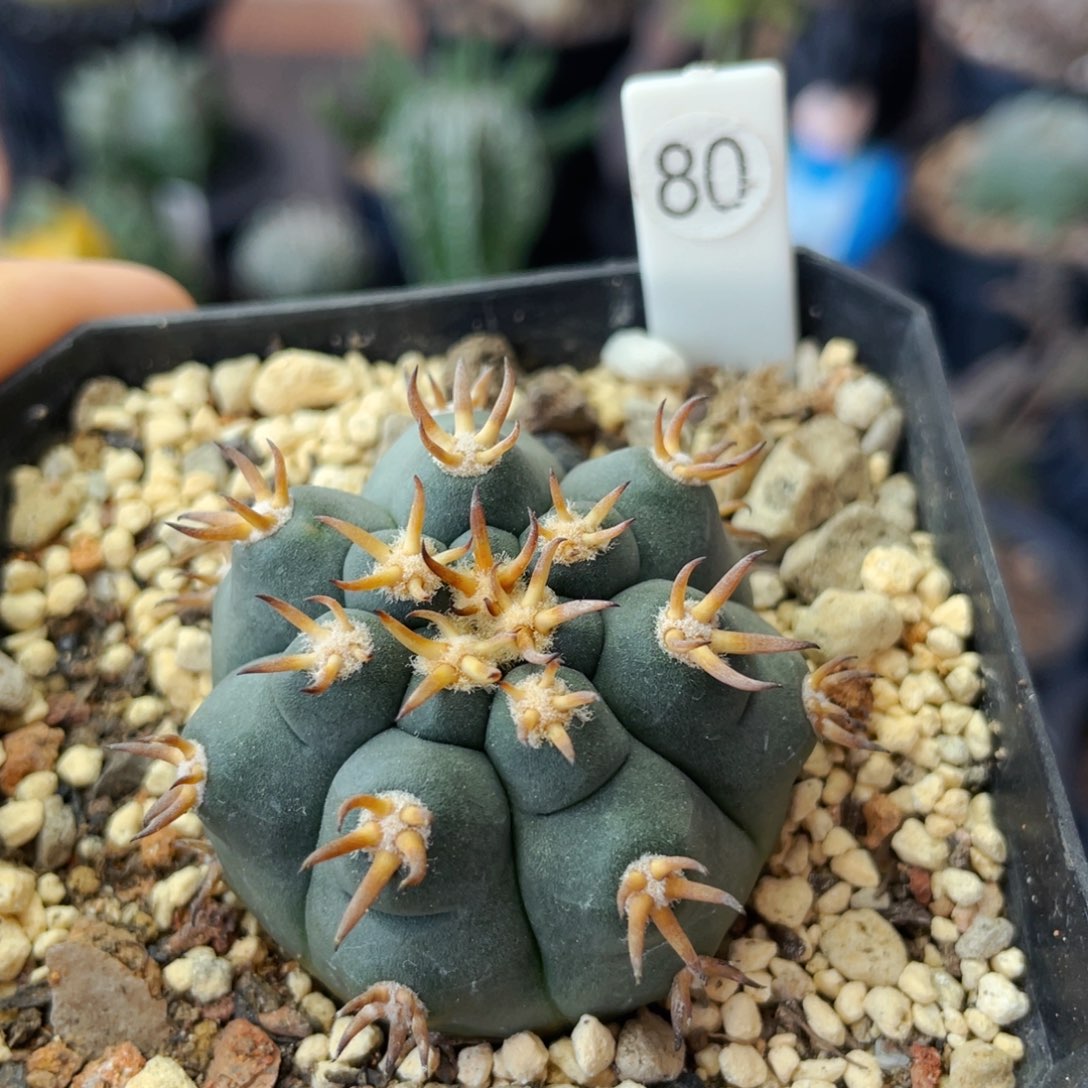 仙人球满28包邮盆口径5公分猫爪