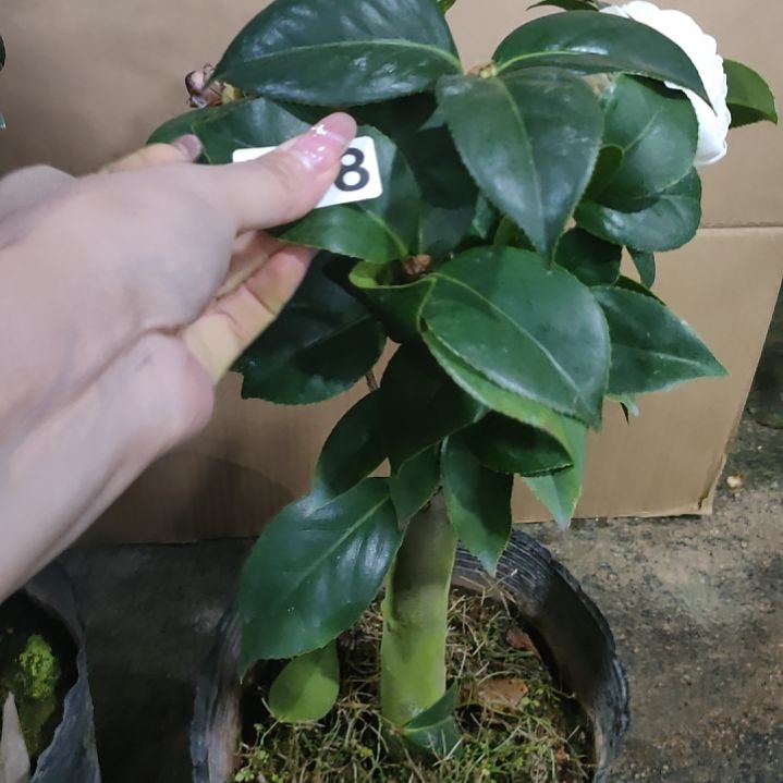 698墨川，白虎，原盆原土发货