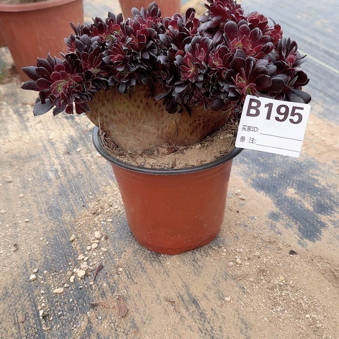 195欧紫一颗满28包邮