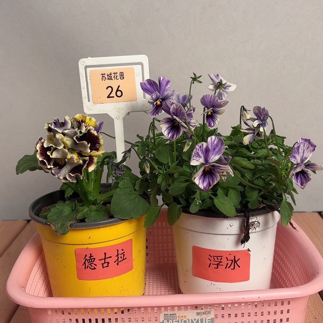 大部分开放少量花苞26