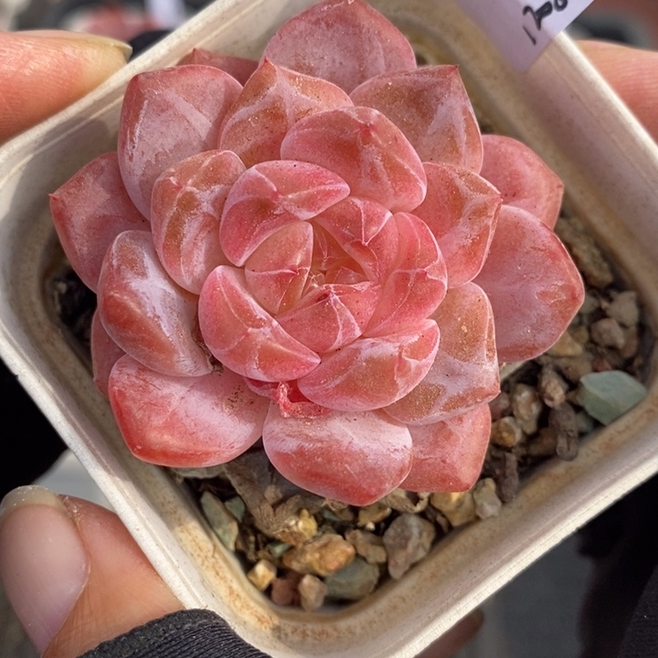 1208-556，粉魄多肉