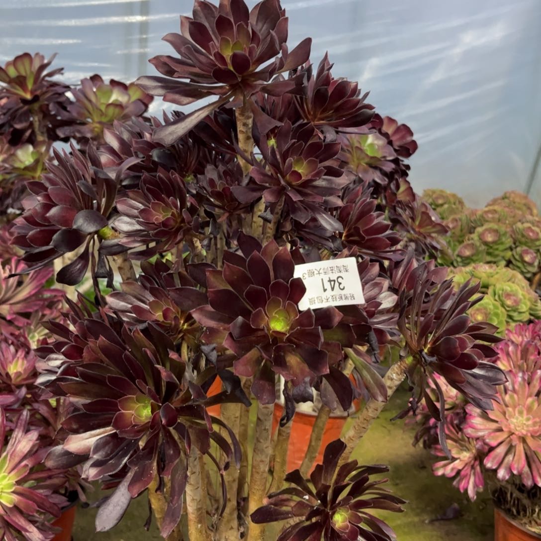 341尖叶黑法师多肉植物法师