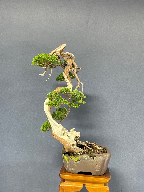 贵州米叶小黑刺盆景