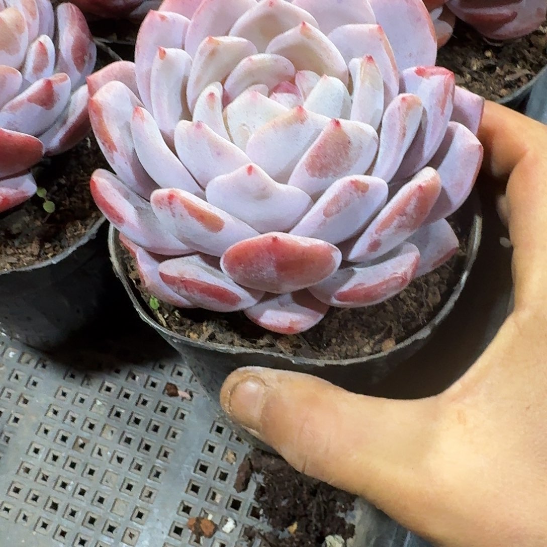 雅***贝5个单头橙子一物一拍