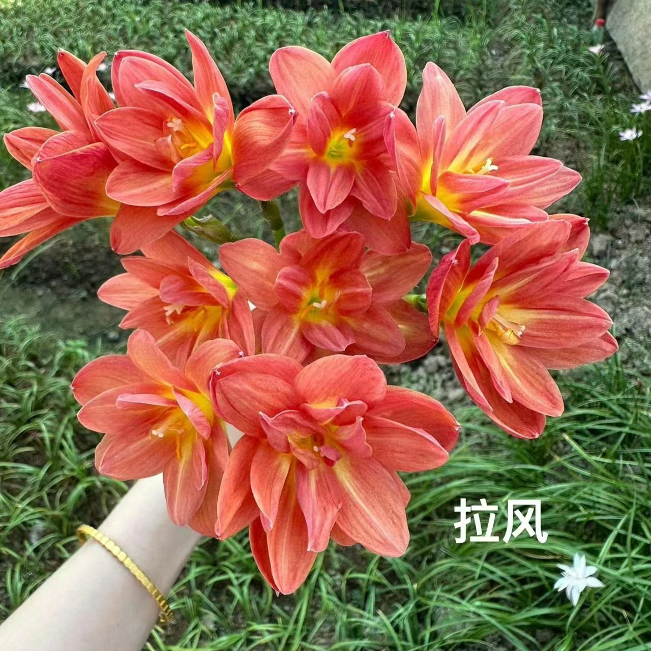 (沃柚园艺）风雨兰种球 庭院花坛阳台种植 耐热耐旱 好养易活 