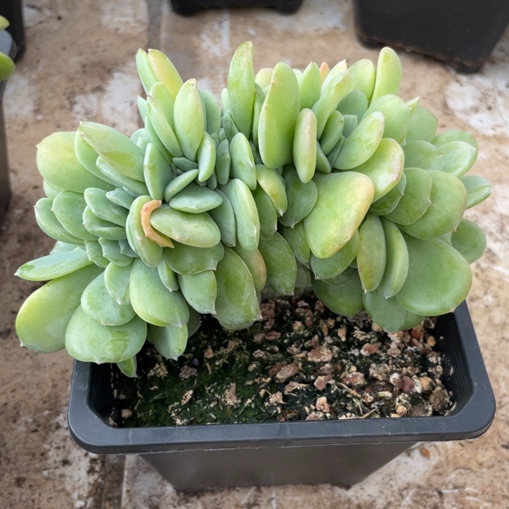 灿***言柚子茶缀化，专拍福利