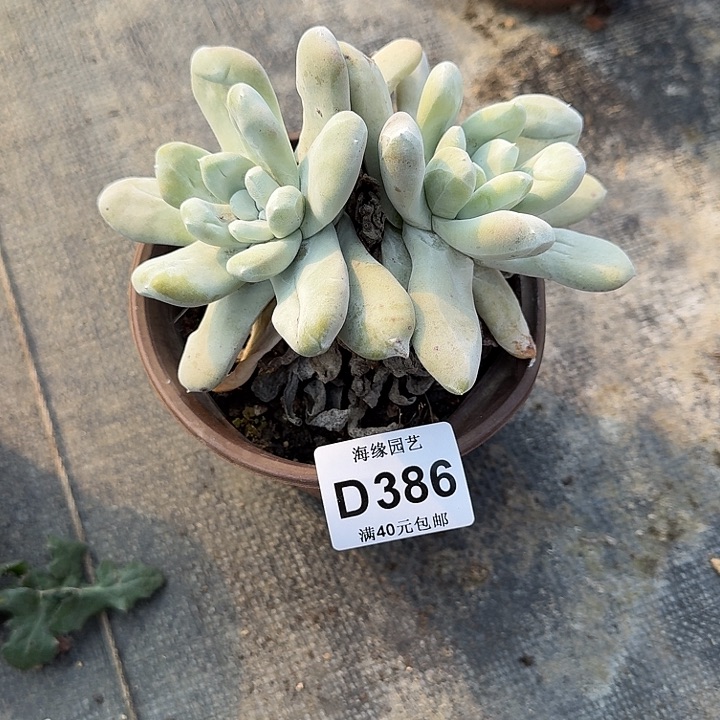 拇指仙女杯多肉植物